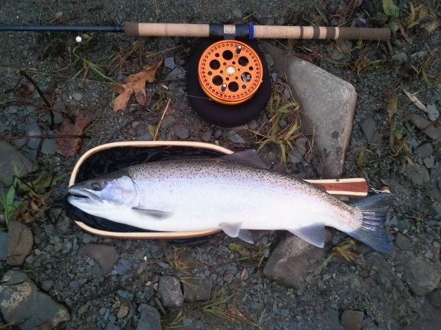 2012-11-11 07.21.29.jpg - Jeff’s Ssteelhead @ the Credit River caught with a cotton candy Troutbead and his new R2 king pin reel - November 11 2012